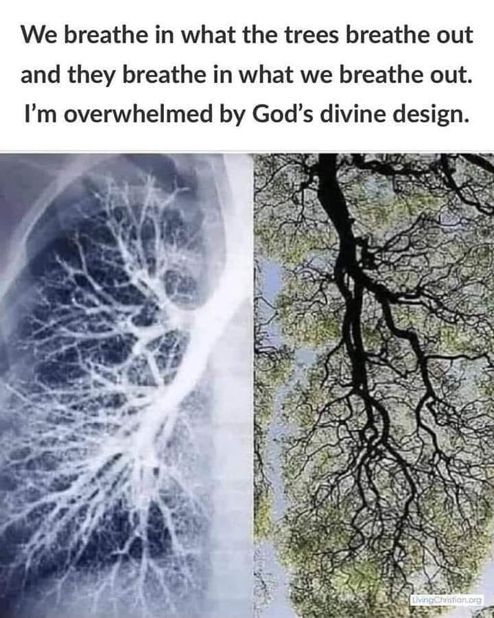Lunger