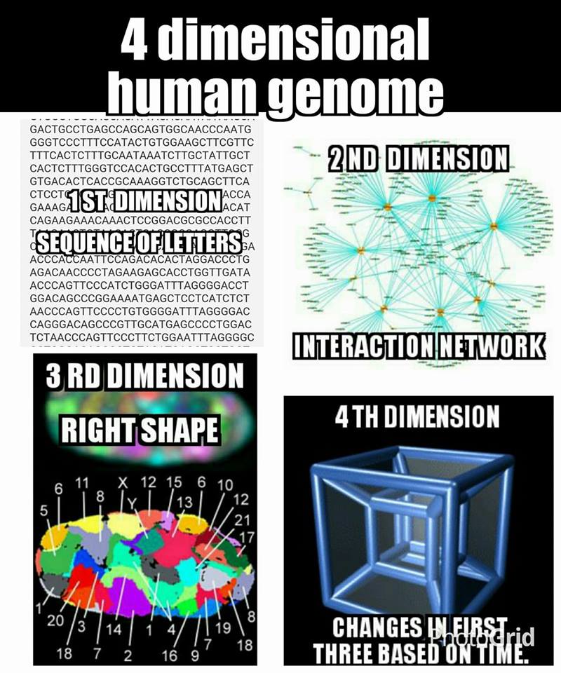 4-dim-genom