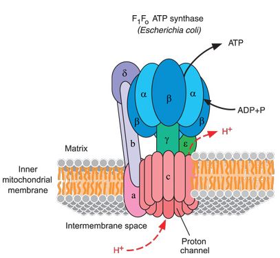 Skisse-ATP-motor