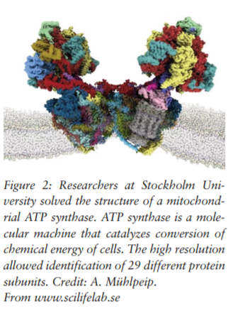 ATP-Syntase