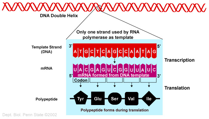 DNA-mRNA-Polyptide
