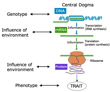 Geno-Feno-DNA