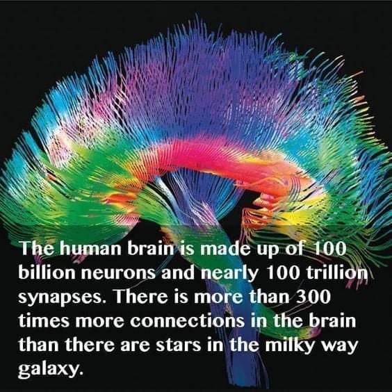 Menn-hjerne
