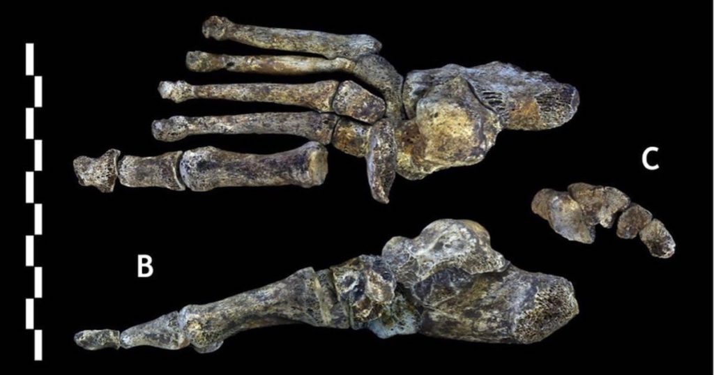 Homo naledi