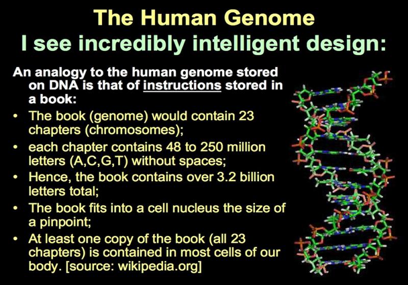 menn-genom