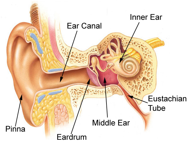 indre øre