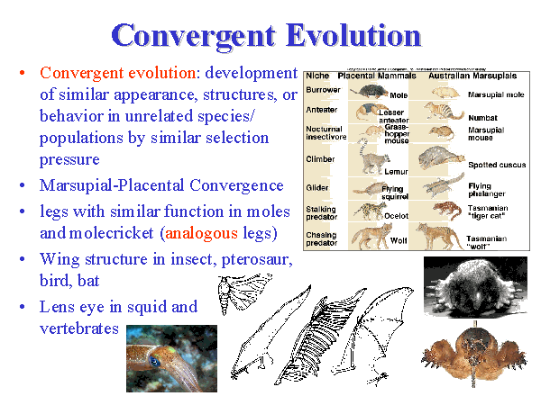 Konvergent evolusjon