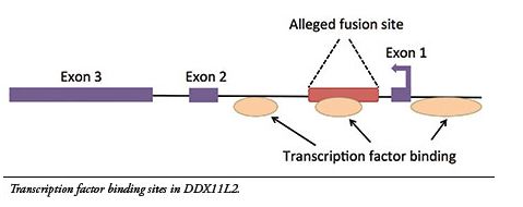 Kromosom2-fusjon