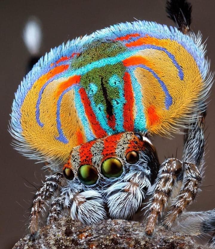 Peacock-edderkopp