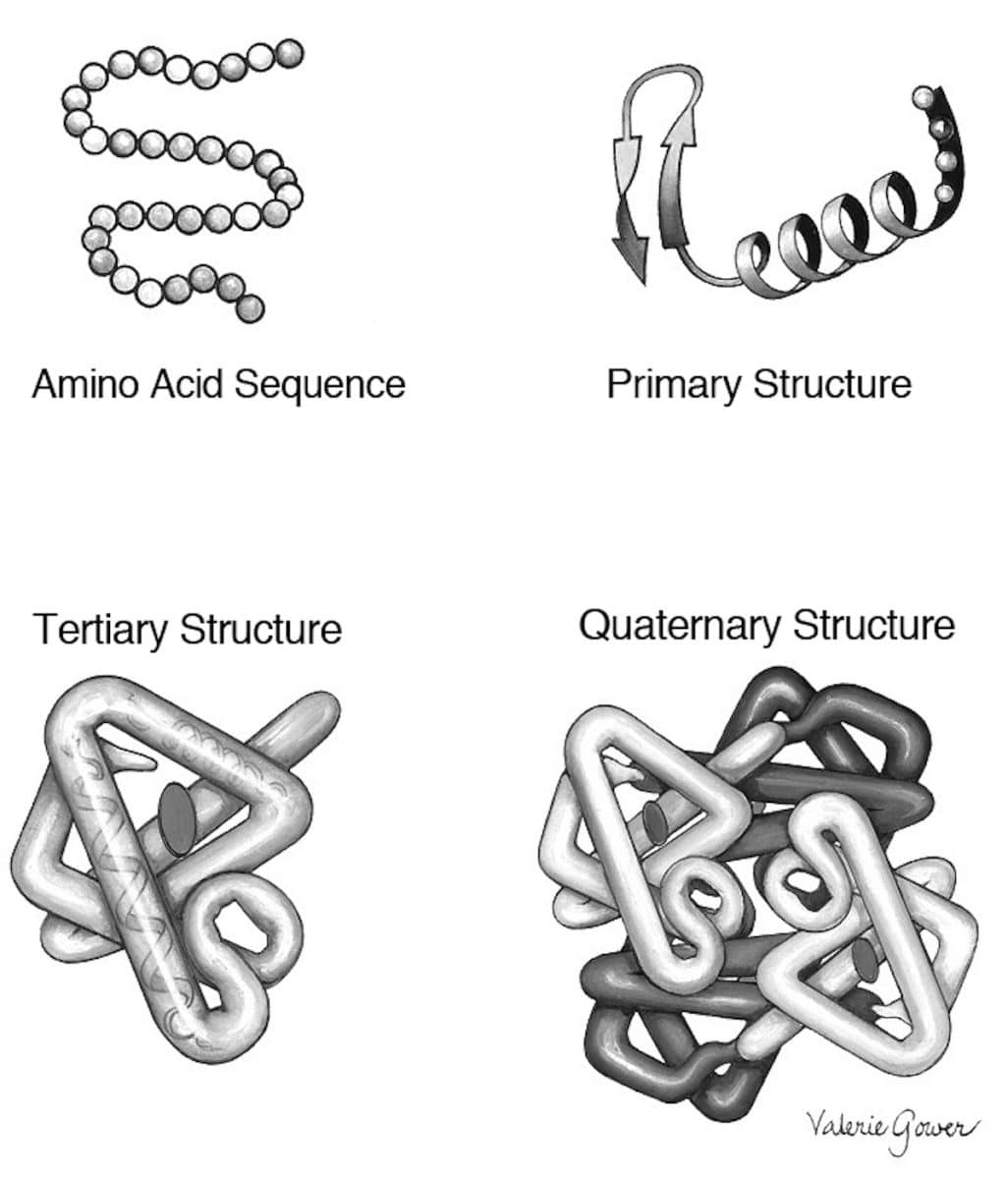 protein-strukturer
