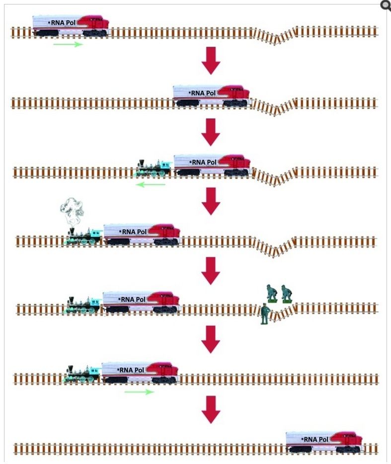 RNA-rep-tog