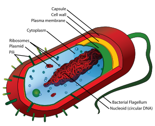 bakterie-celle
