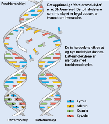 DNA-m-forklaring