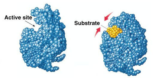 enzym-substrat