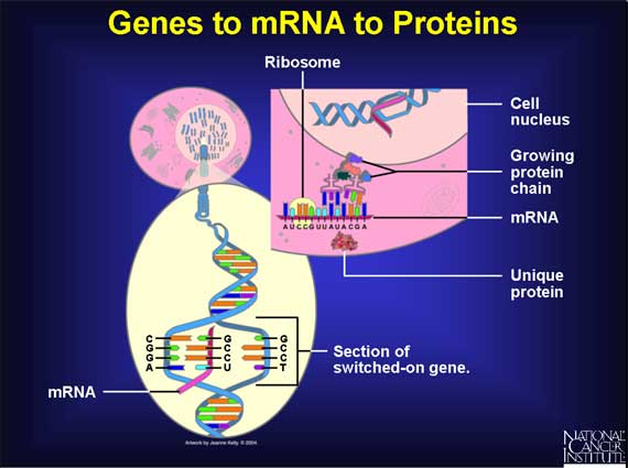 gen-protein
