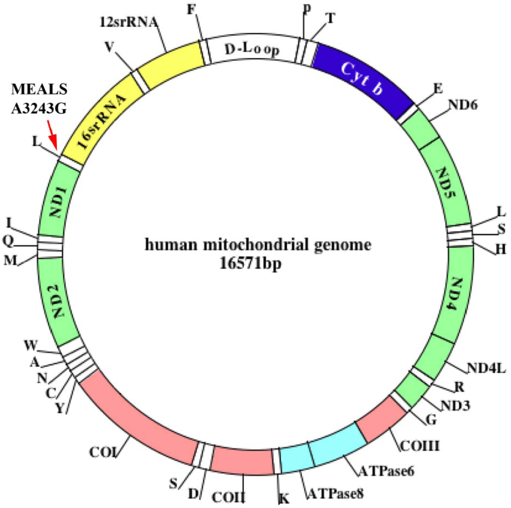 menneskelig genom