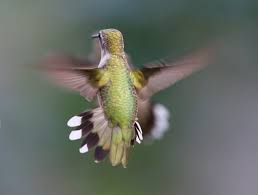 kolibri flyr