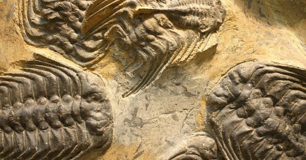Trilobit-fossil