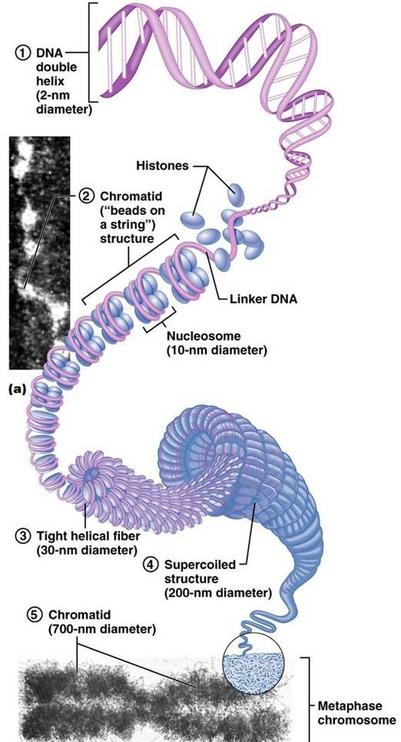 DNA-pakking