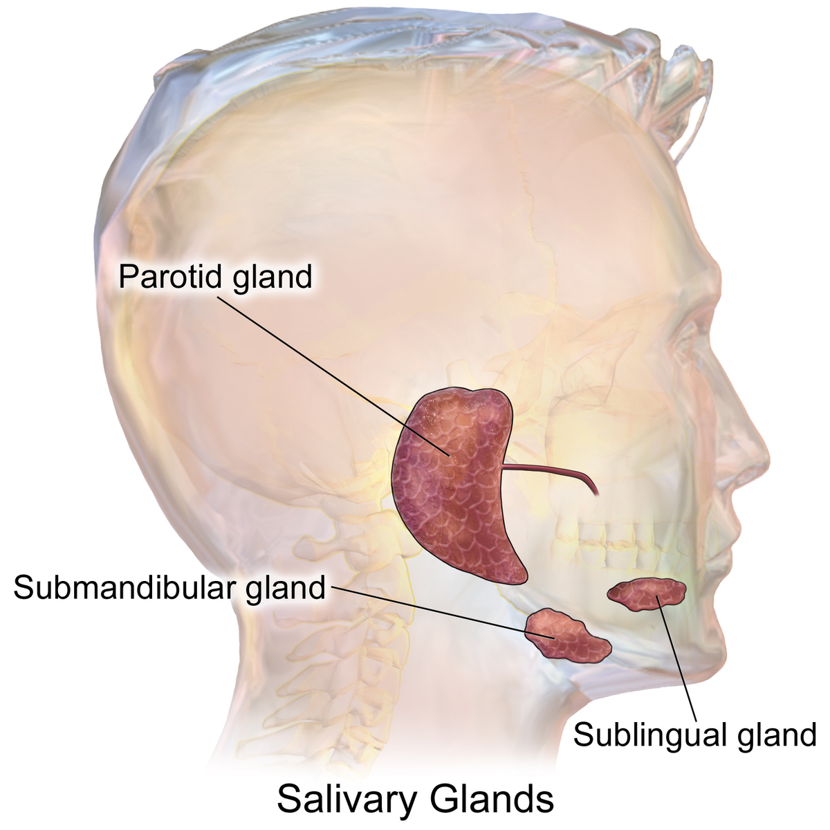 glands
