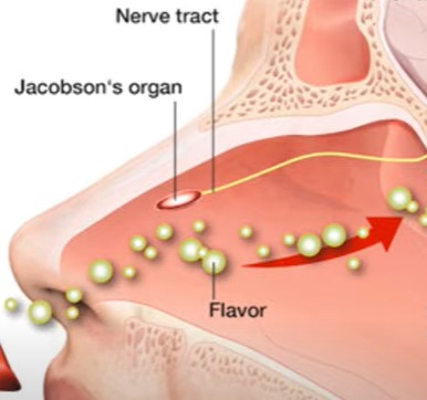 Jak-organ