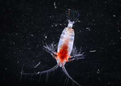 plankton