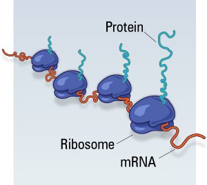 Protein produseres