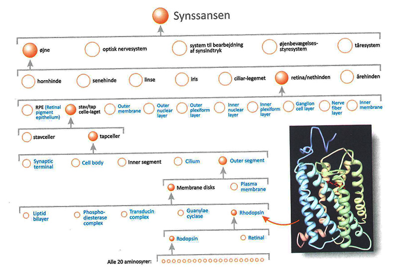 synssans