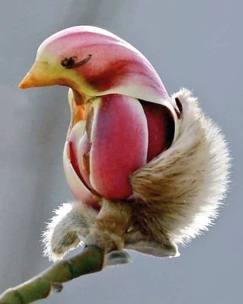 Fuglelik blomst