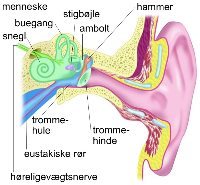 mellomoere