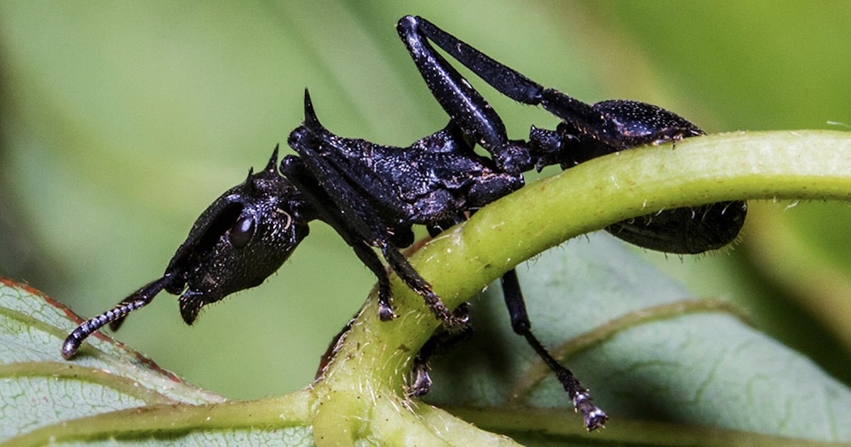 turtle-ant