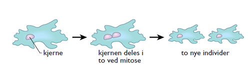 ukj&oslash;nnet formering