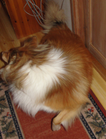 Fido leker med halen