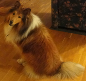 Fido sitter