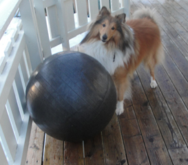 Fido med ball paa veranda