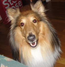 Fido glor