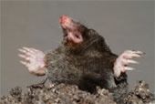 blind muldvarp