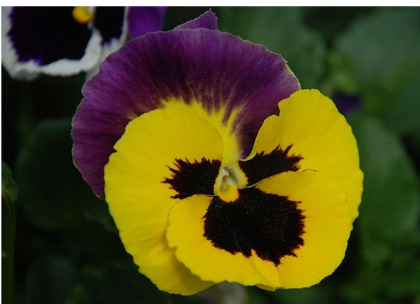 Stemorsblomst